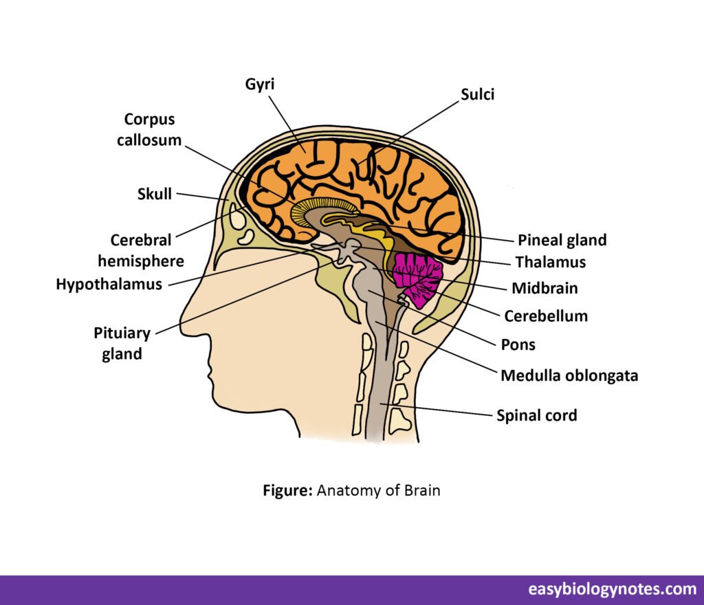 Nervous System - Definition, Parts and their Functions ...