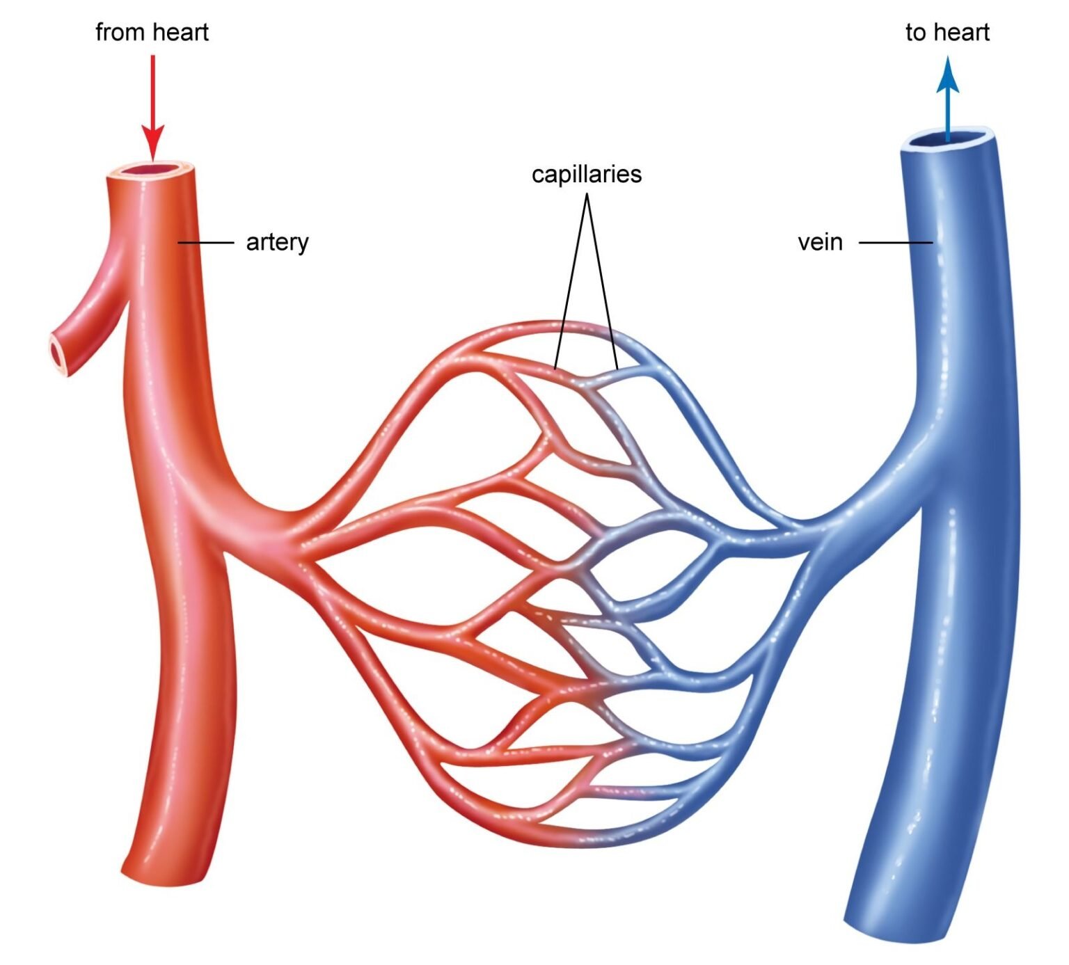 Capalliry Pdt Blood vessels- Arteries, Veins and Capillaries
