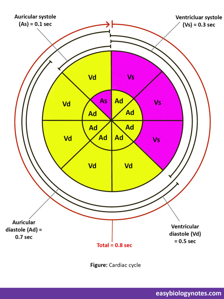 Cardiac cycle