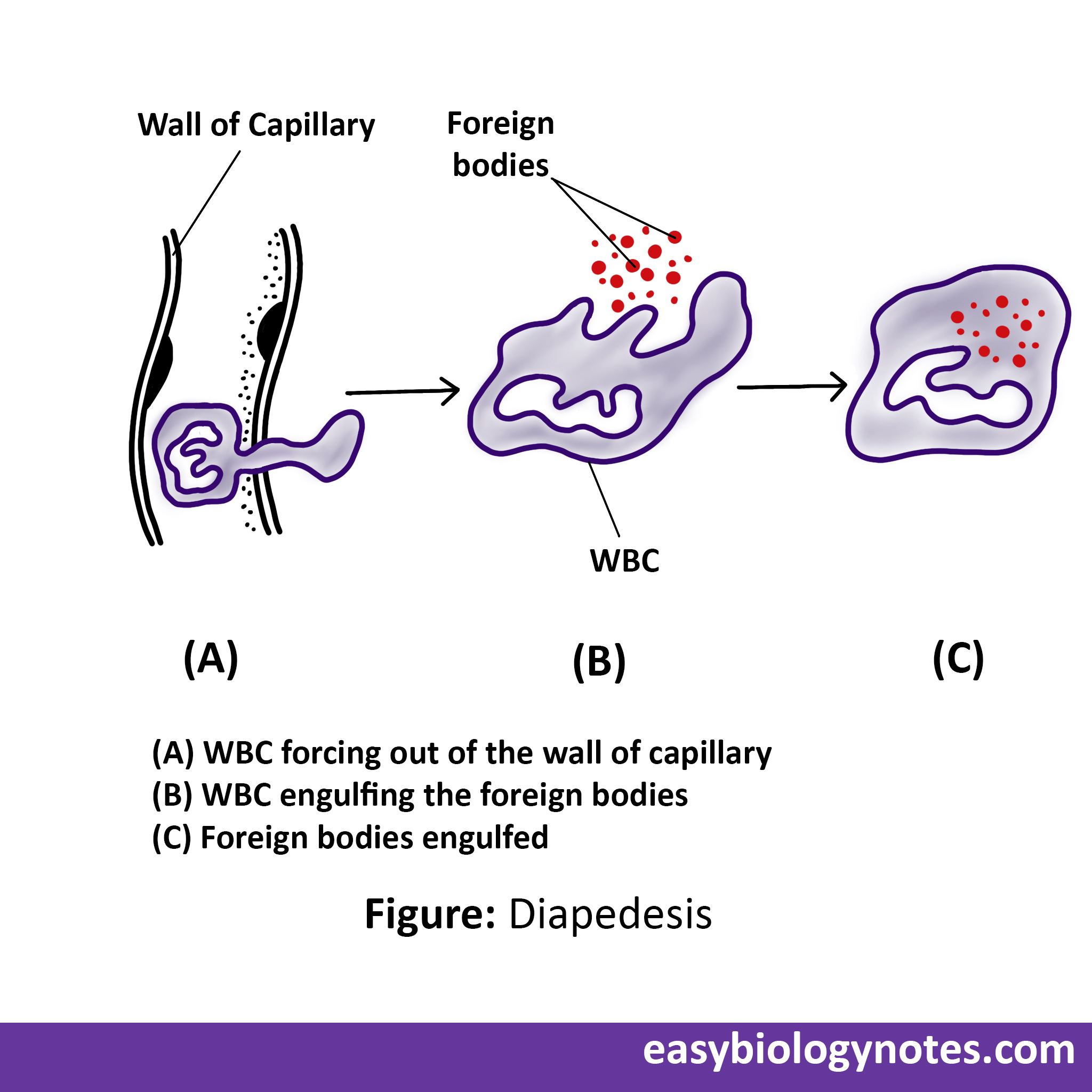 Diapedesis