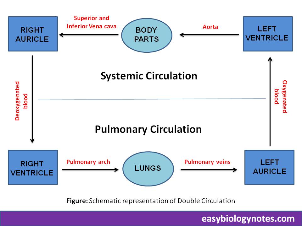 Schematic representation of Double Circulation