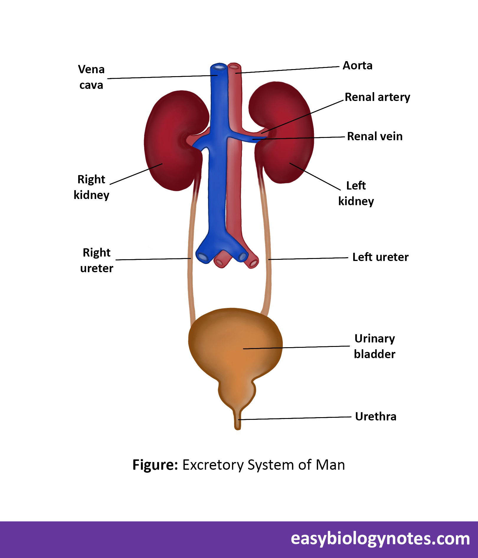 Excretory System of Man diagram- Kidneys, Ureters, Urinary bladder, Urethra