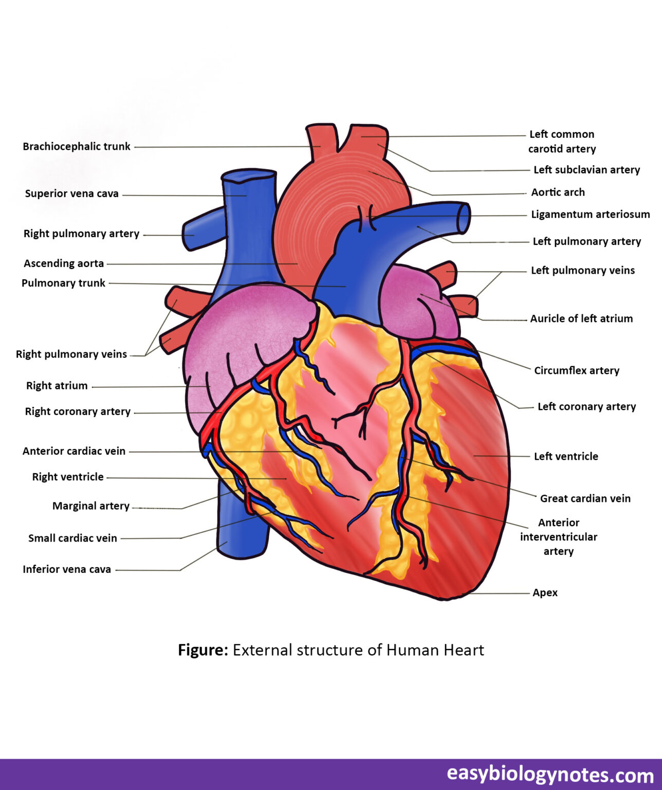 Circulatory system organs its diagram and functions