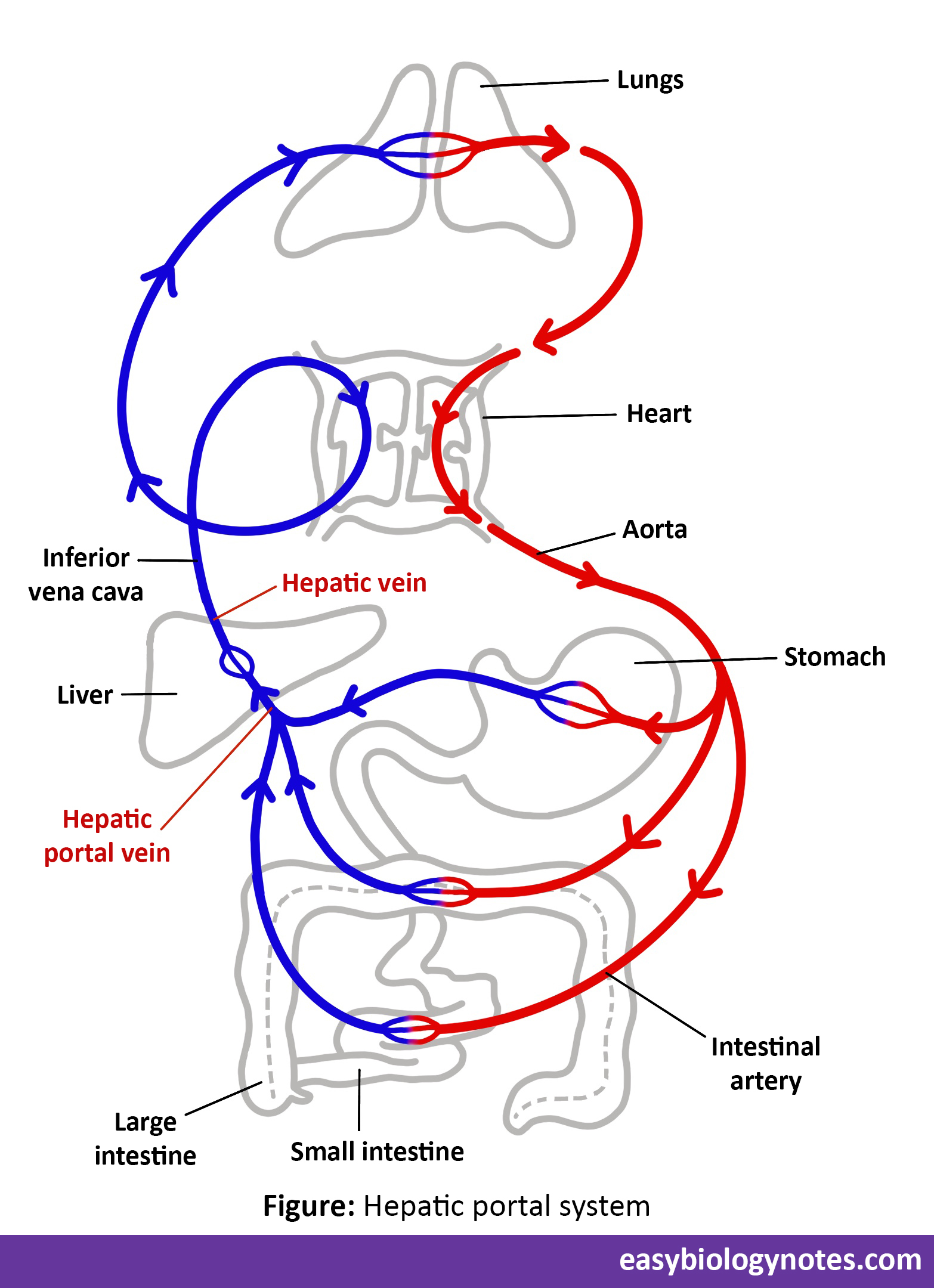 Hepatic Portal System- Definition, Explanation and Significance