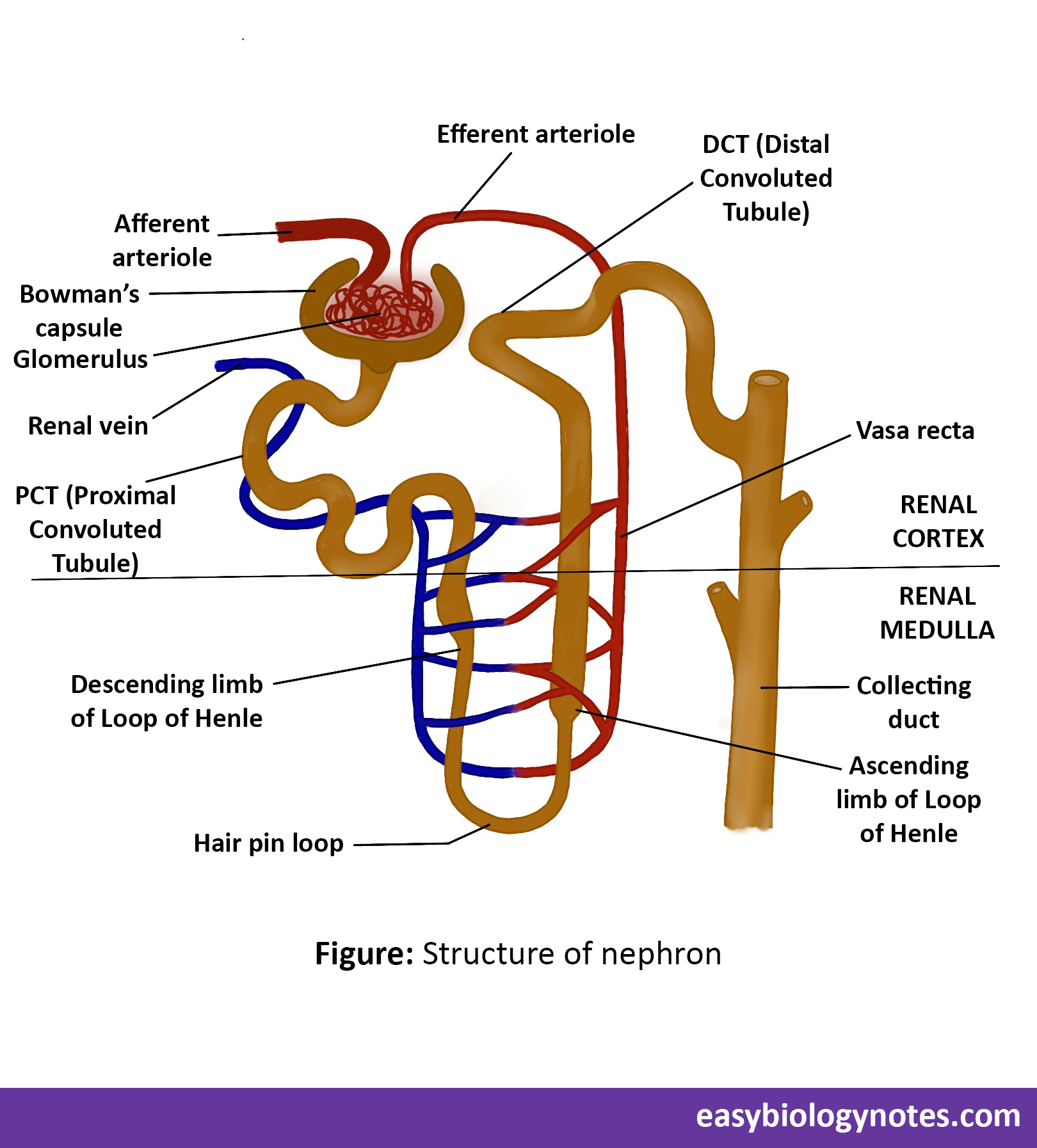 Structure of Nephron diagram