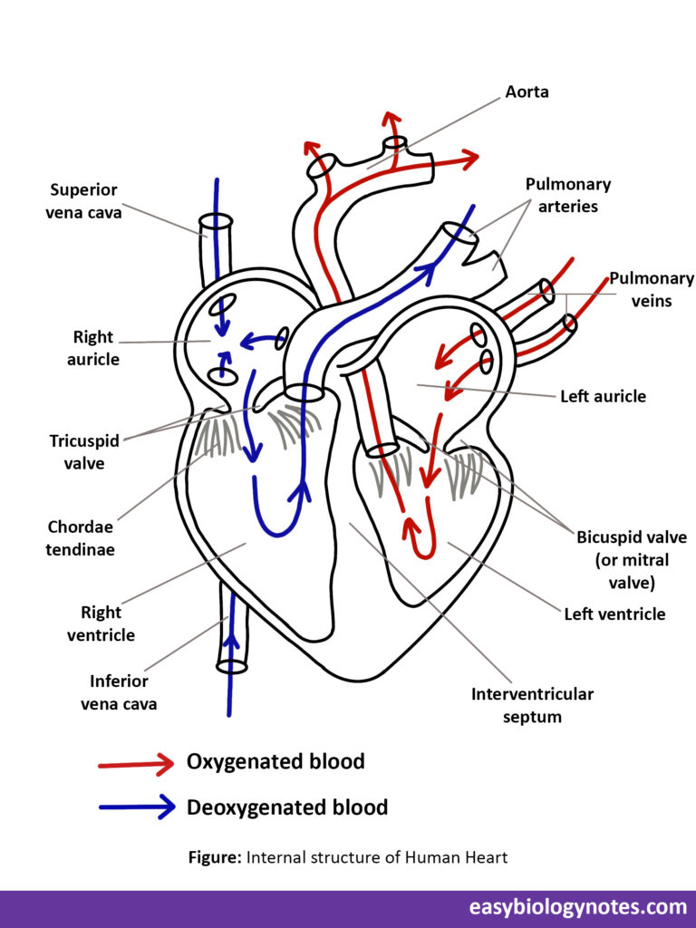 Internal structure of Human Heart