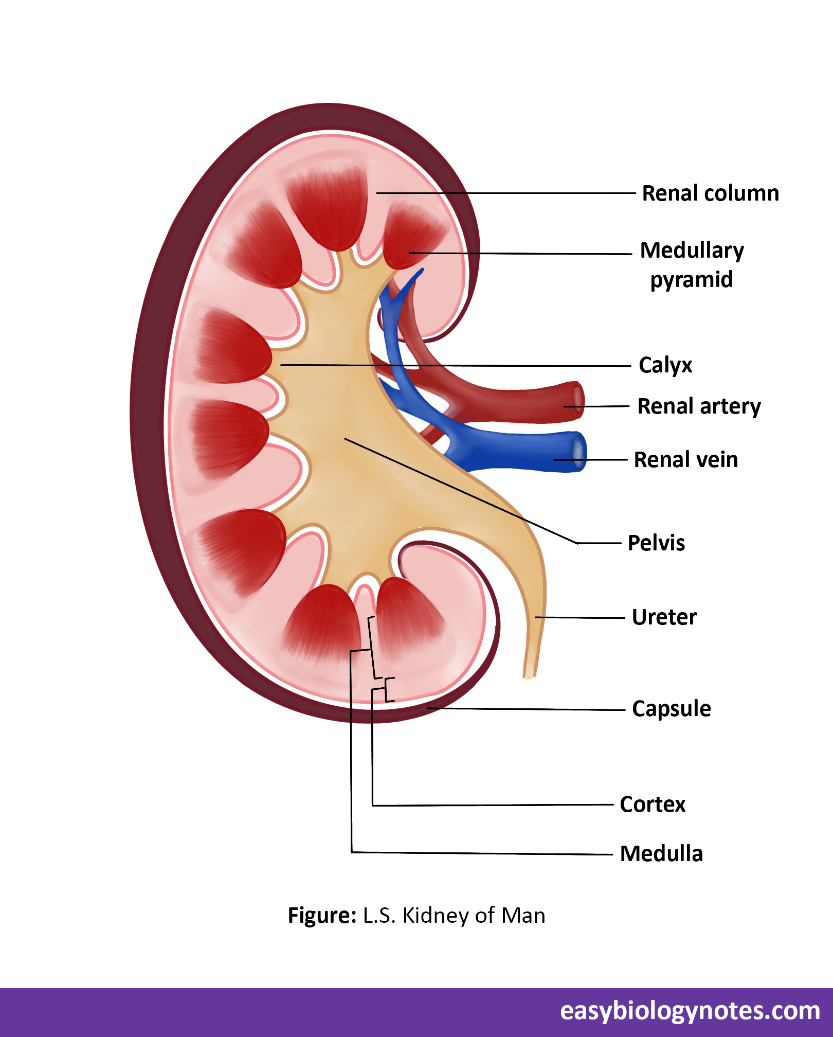 L.S. of Kidney of Man