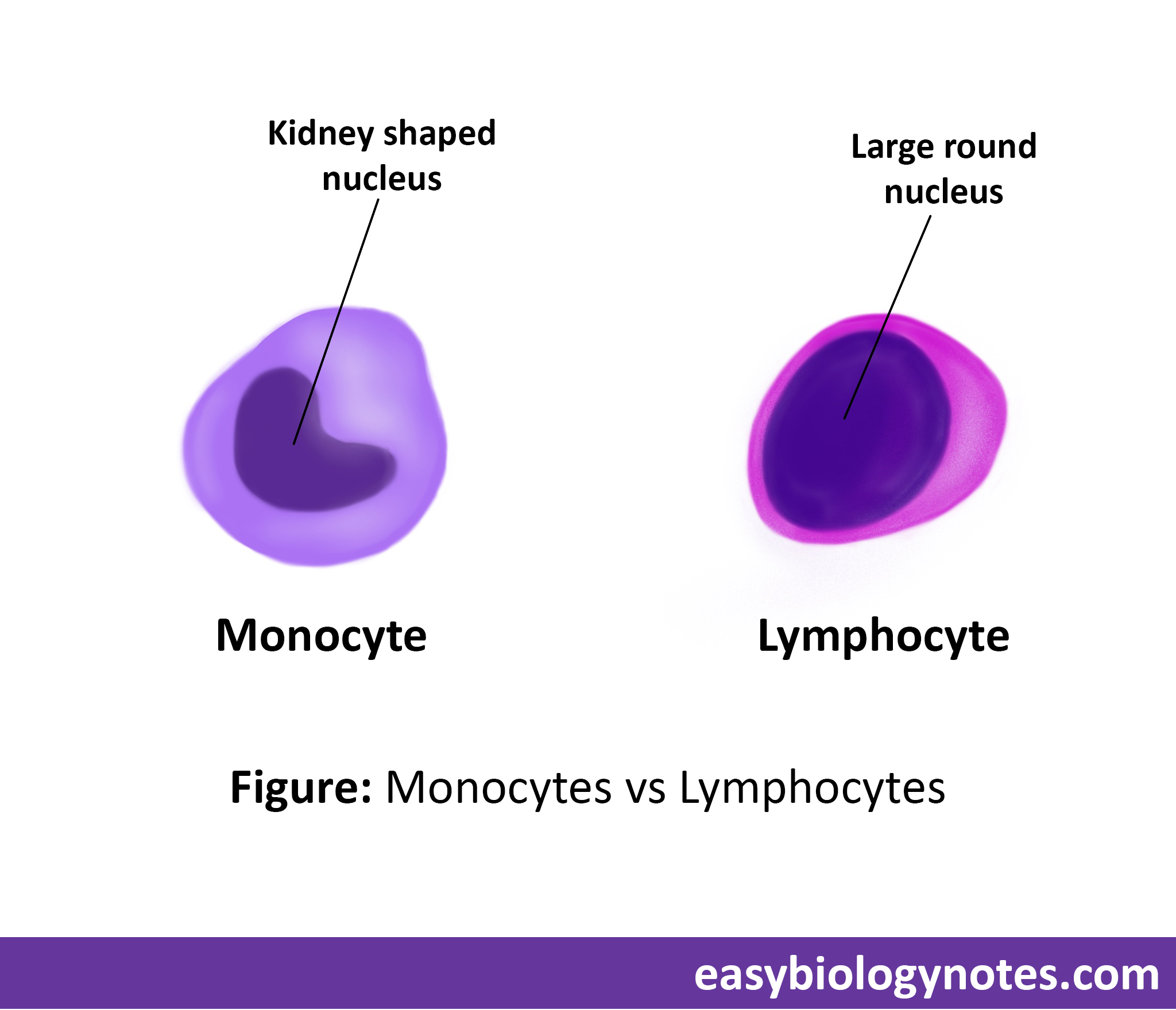 Blood-: Difference between Monocytes and Lymphocytes