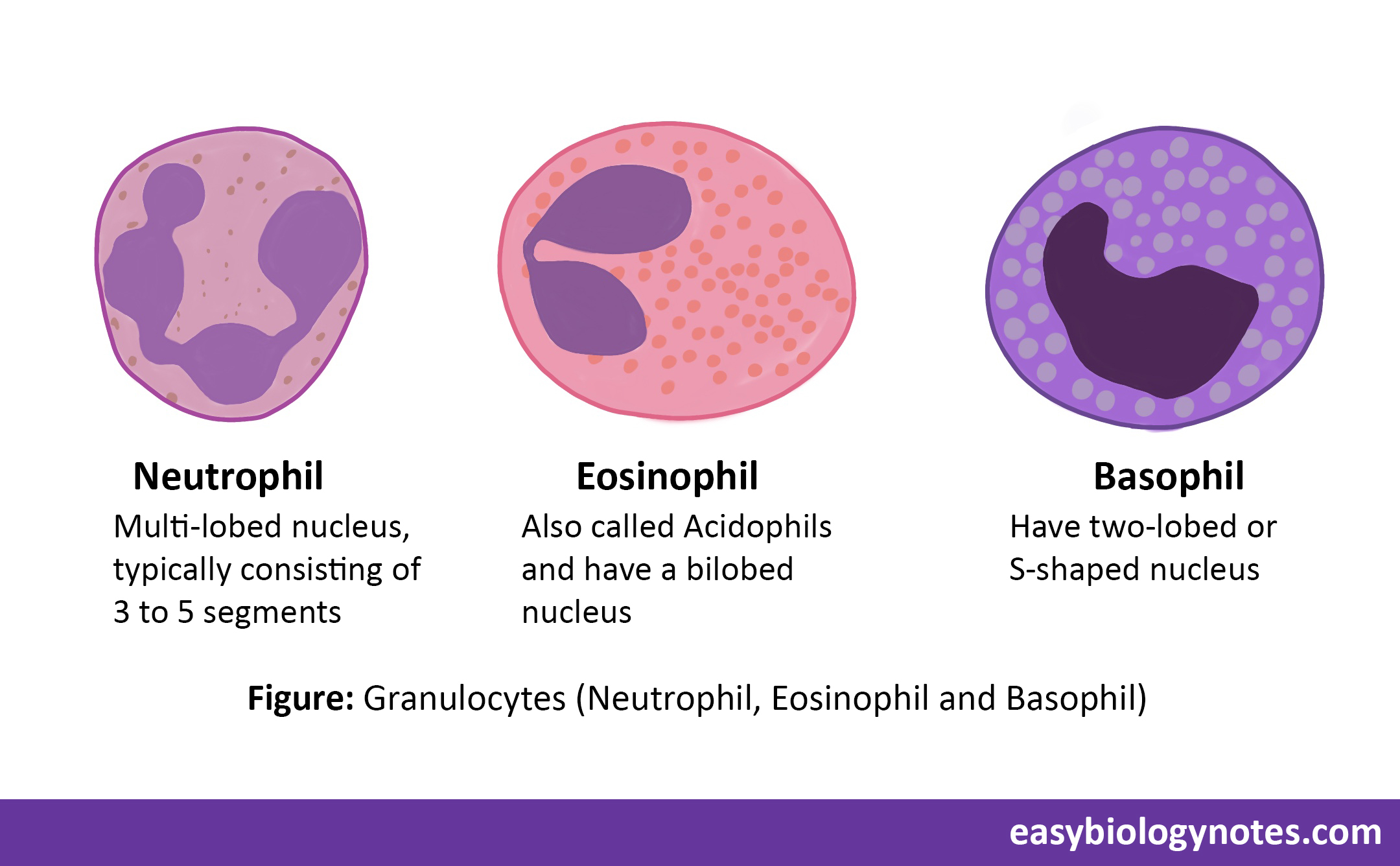 Blood-: Difference between Neutrophils, Eosinophils and Basophils