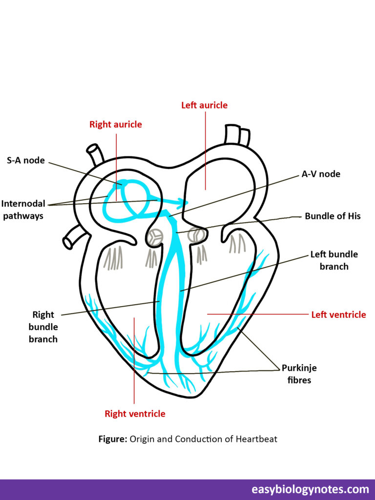 Origin and Conduction of Heartbeat