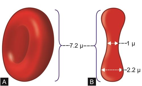 Shape and Dimensions of RBCs (Erythrocytes)