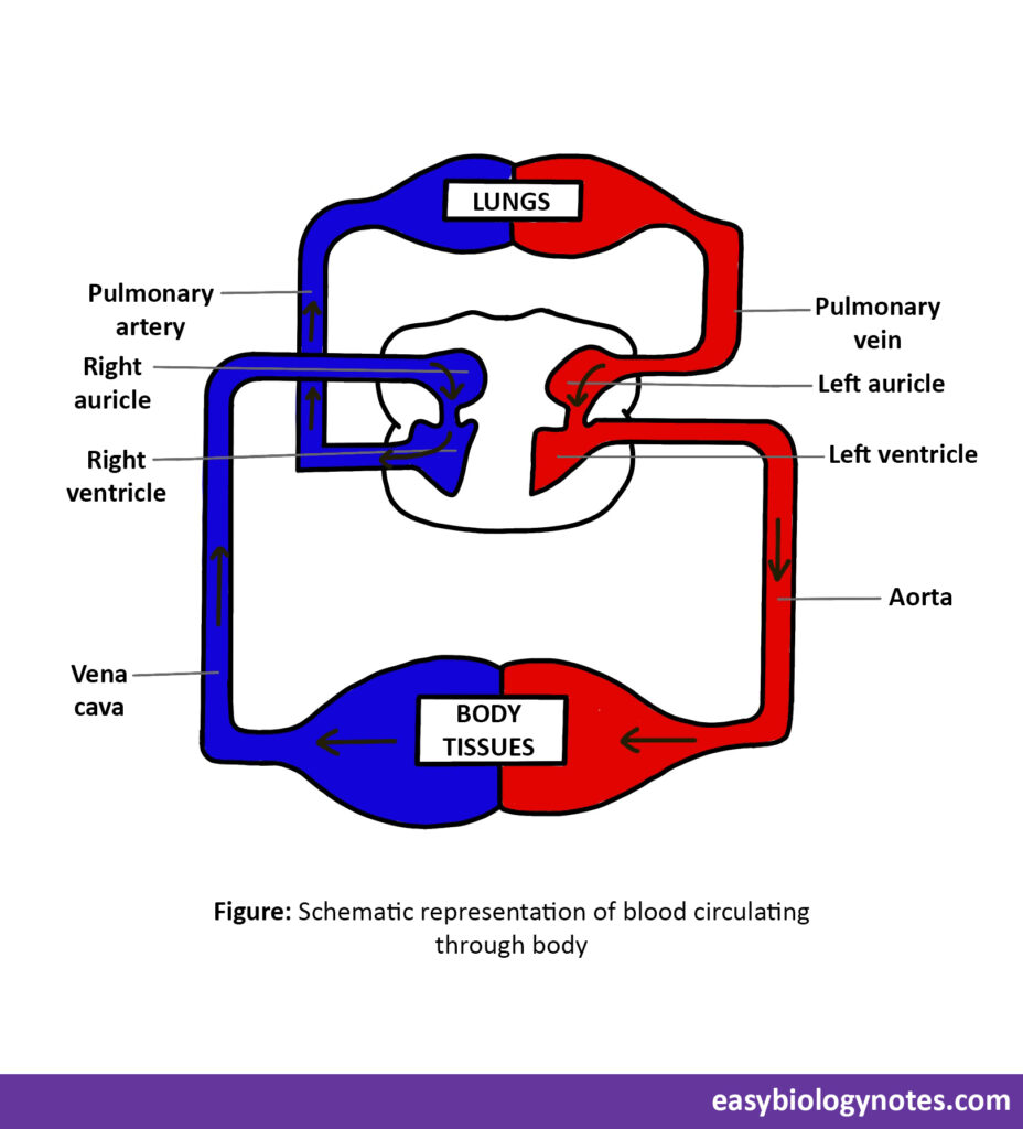 Schematic representation of blood circulating through body