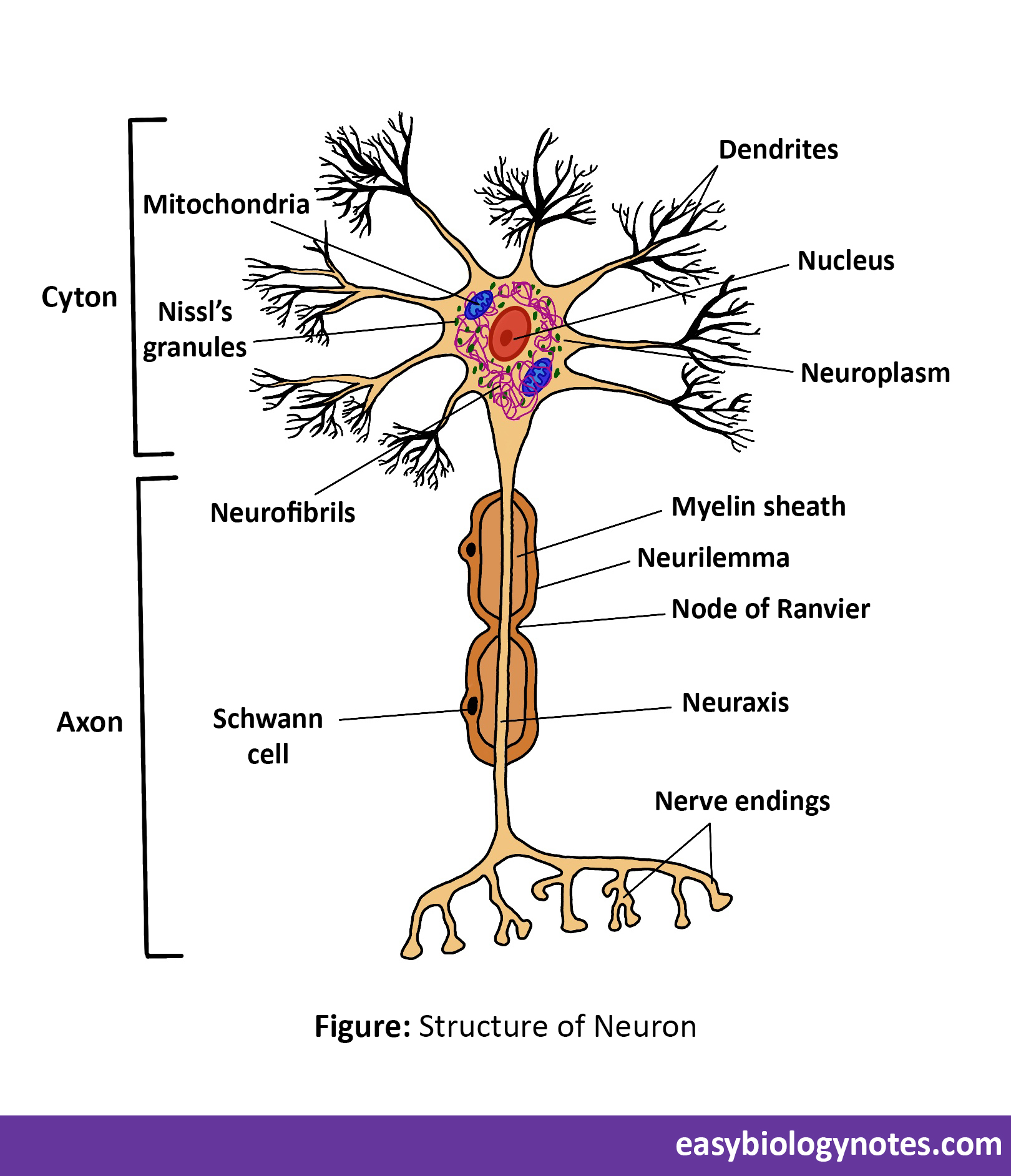 Diagrammatic structure of Neuron