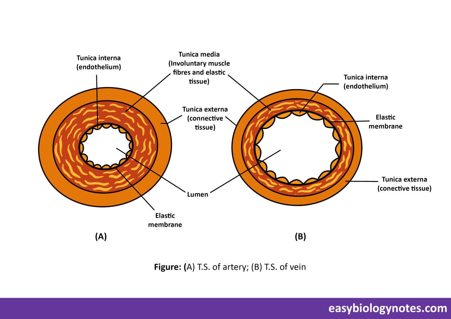 Blood Vessels Arteries Veins And Capillaries blood-vessels-arteries-veins-and-capillaries