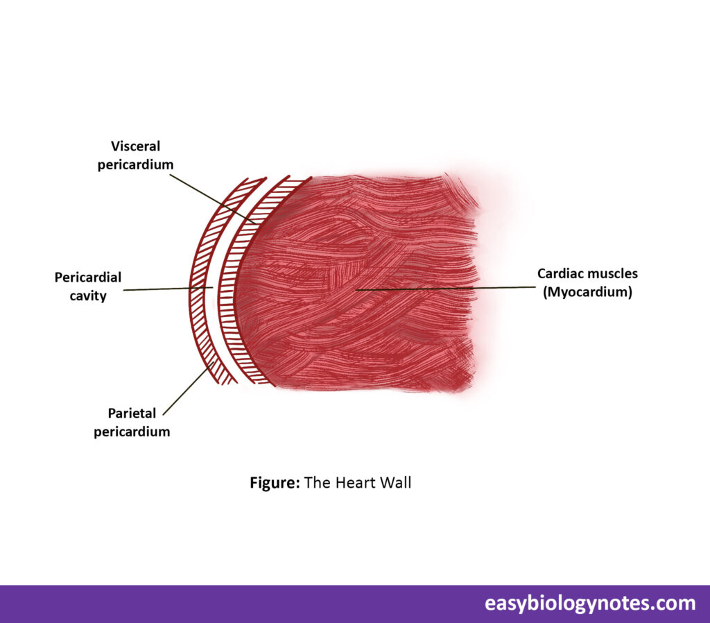 The Heart Wall