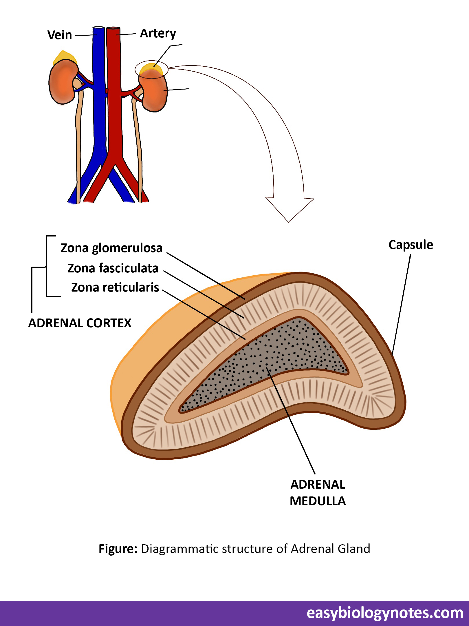 Endocrine System: Adrenal Gland diagram showing the position and layers of Adrenal gland