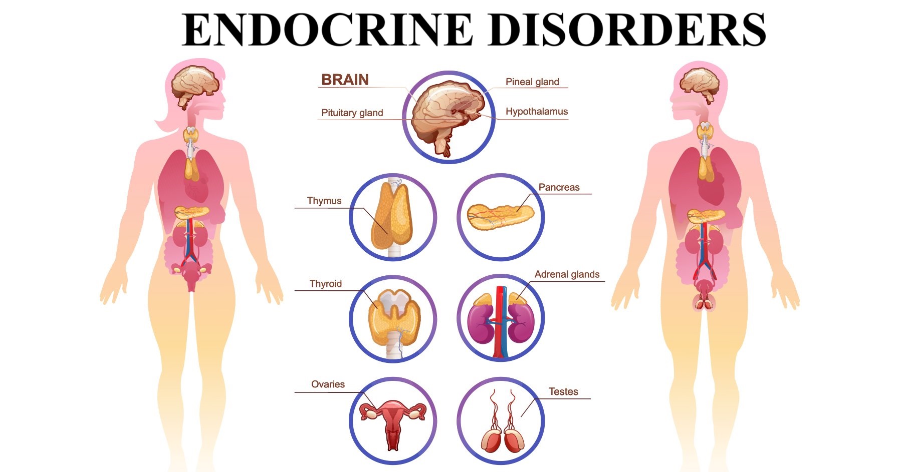 Endocrine disorders: Types, causes and symptoms