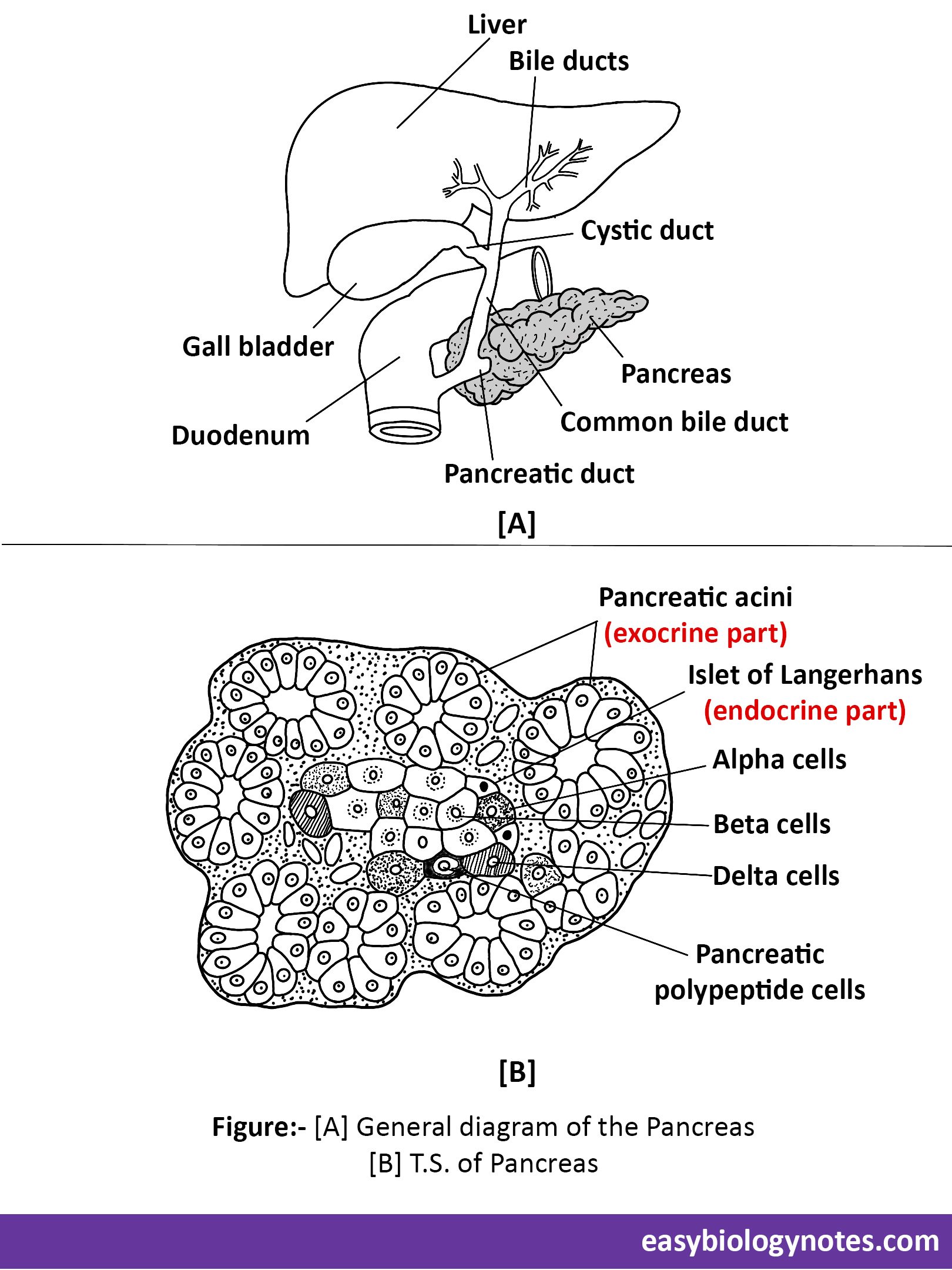 Endocrine System: Pancreas diagram showing the external structure and transverse section of the Pancreas