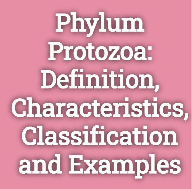 Phylum Protozoa: Definition, Characteristics, Classification and Examples