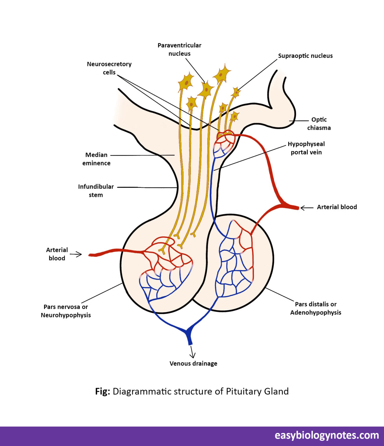Pituitary Gland Diagram Archives Easybiologynotes pituitary-gland-diagram-archives-easybiologynotes