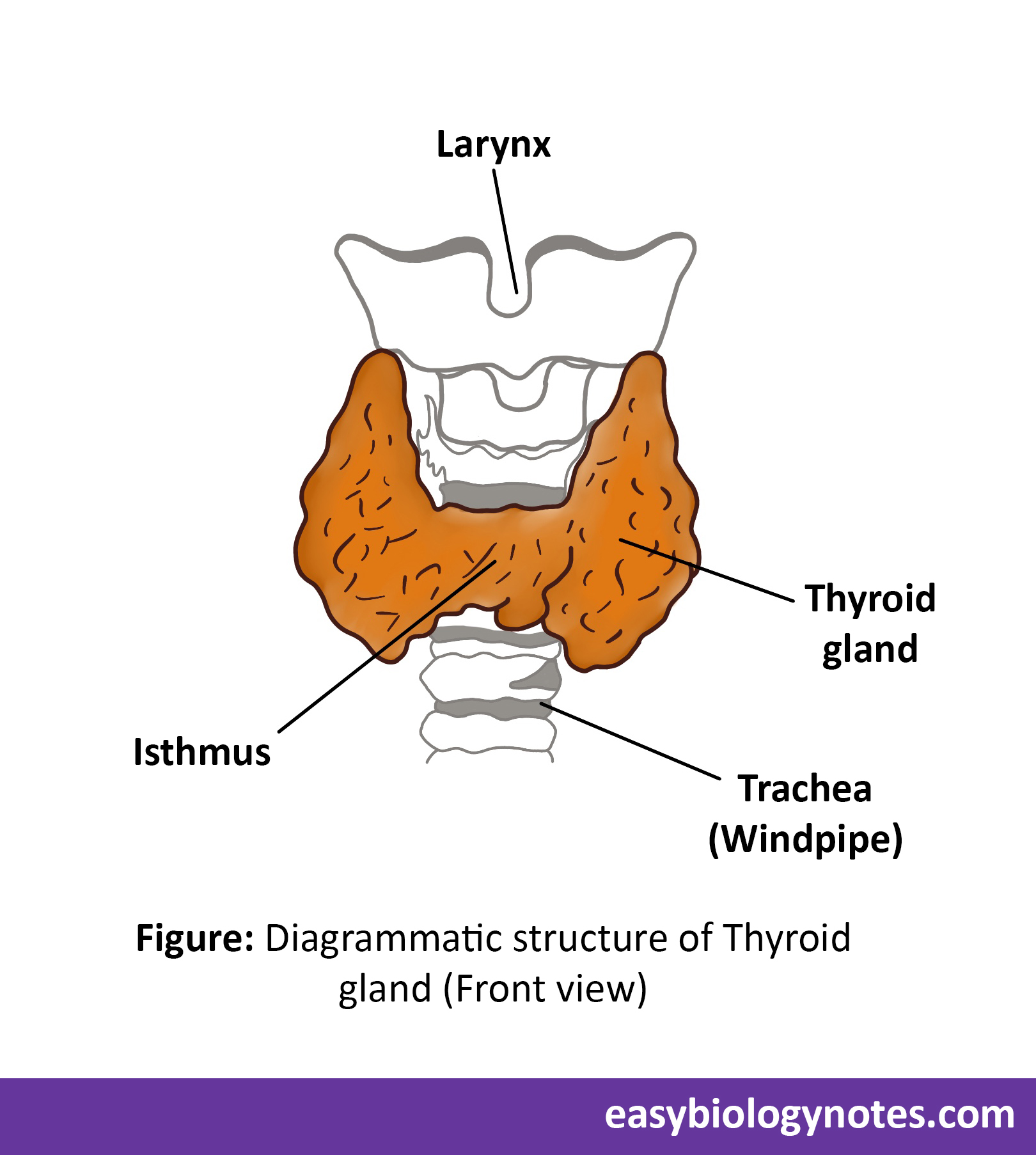 Endocrine System: Thyroid gland labelled diagram and position