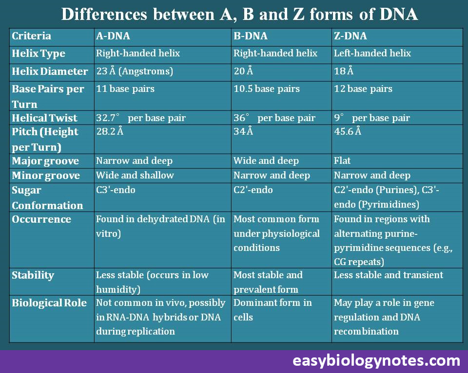 Difference between A, B and Z forms of DNA