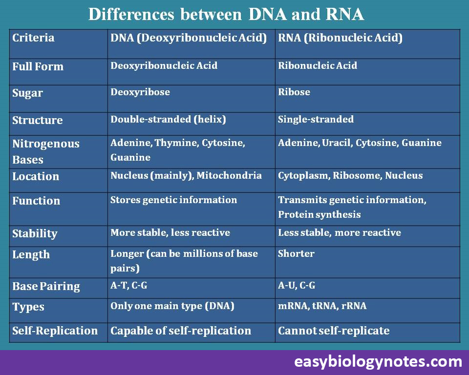 Differences between DNA and RNA