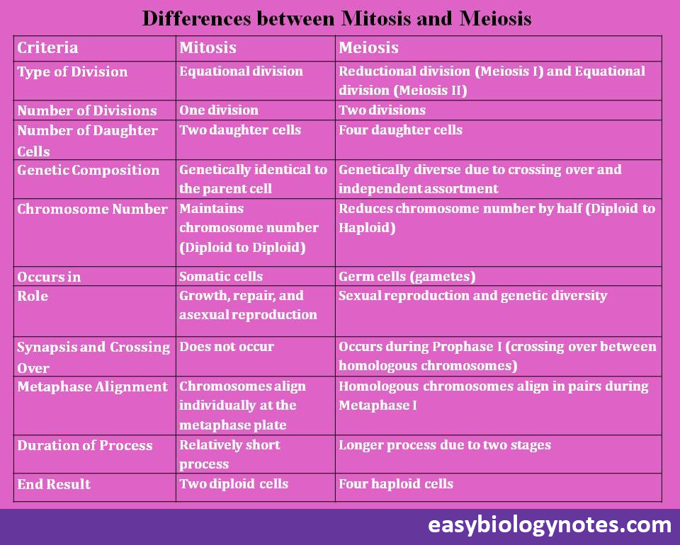 Differences between mitosis and meiosis