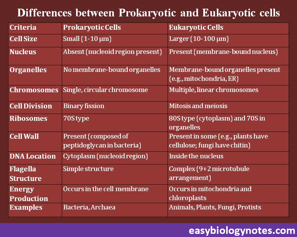 Differences between prokaryotic cells and eukaryotic cells